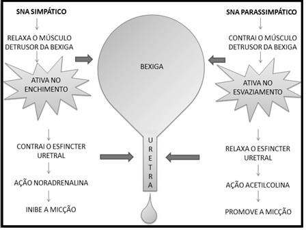 387 principalmente na fase de armazenamento urinário [23]. O esquema na Figura 1 ilustra o mecanismo de enchimento e esvaziamento da bexiga.