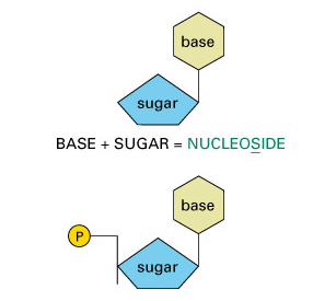 nucleotídeos Nucleosídeos Base + Pentose =