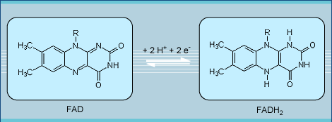 Funções nucleotídeos São Componentes de coenzimas FMN FAD flavina adenina dinucleotídeo Coenzimas em reações de oxi-redução no