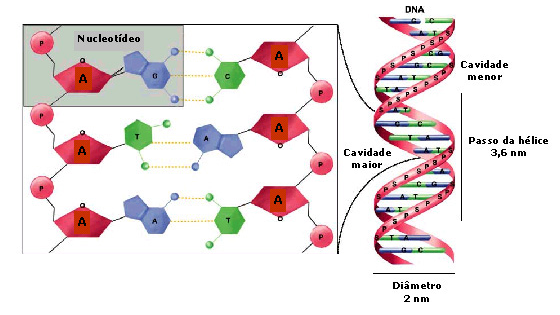 3.1. DNA ácidos nucléicos
