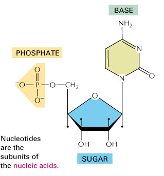 2. Nucleotídeos nucleotídeos Conceito BASE Ligação N- glicosídicas FOSFATO Estrutura PENTOSE