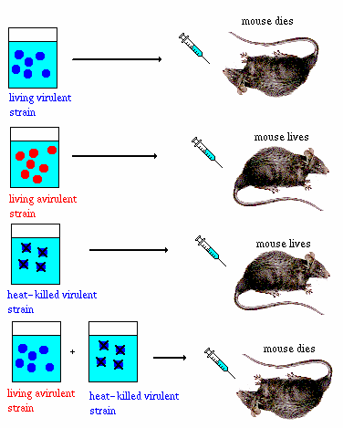 DNA: princípio pio da transformação História: Avery, MacLeod e McCarty (1944):