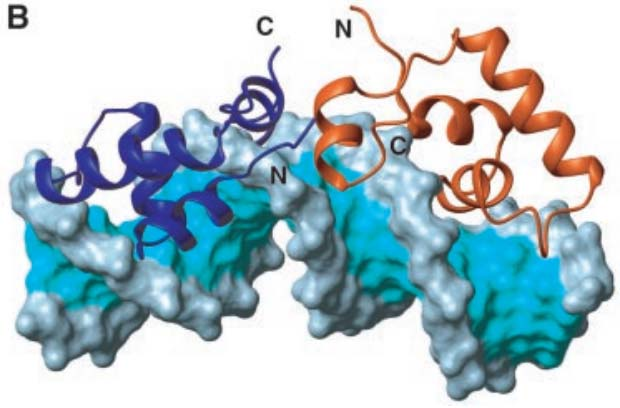 DNA no trabalho : Interação DNA-Proteina