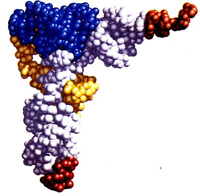 Estrutura do RNA: