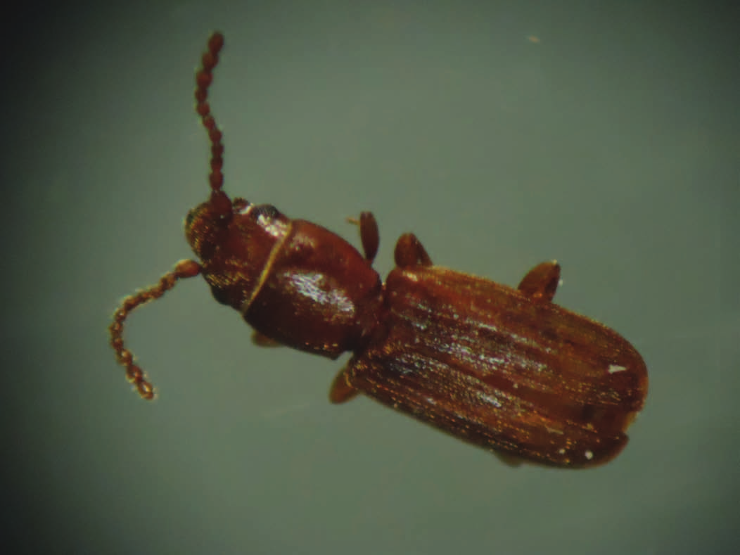 430 Soja: manejo integrado de insetos e outros artrópodes-praga I. Lorini Figura 5. Adulto de Cryptolestes ferrugineus.
