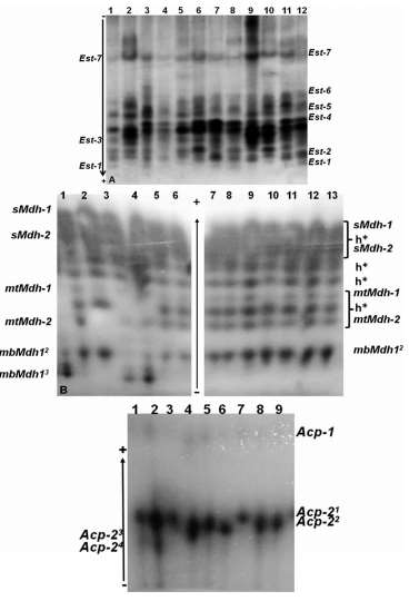 - Isoenzimas Esterase (EST; EC 3.1.