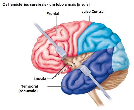 1. Linguagem escrita O cérebro e a escrita Como lemos? A neurociência cognitiva procura responder essa questão. Alguns pontos já estão claros, mas muito ainda precisa ser descoberto.