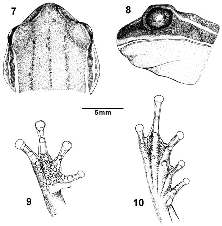 DUAS ESPÉCIES NOVAS DE HYLA LAURENTI, 1768 DO ESTADO DE GOIÁS, BRASIL... 7 Hyla phaeopleura sp.nov., holótipo (MNRJ 19915): fig.7- vista dorsal da cabeça; fig.8- vista lateral da cabeça; fig.
