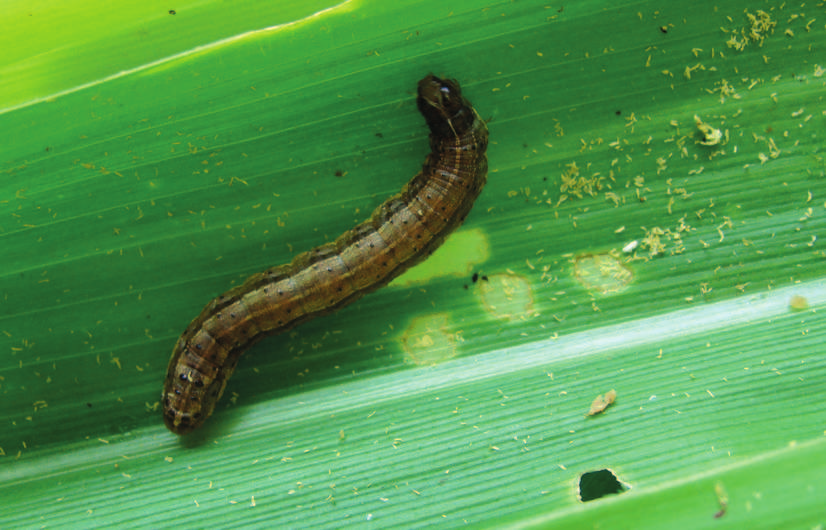 62 Sistema Embrapa de Produção Agroindustrial de Sorgo Sacarino para Bioetanol Fig. 6 Pulgão-do-milho (R. maidis).