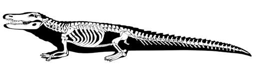 TERRÆ 9:12-40, 2012 Introdução Ao considerarmos o registro fóssil dos vertebrados, usualmente os dinossauros são o grupo de organismos que mais capturam a atenção pública e também acadêmica.