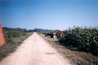 Figura 1 Caminhos agrícolas em blocos do Vale do Mondego já sujeitos a emparcelamento.