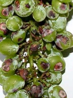 20 Podridão ou mofo cinzento (Botrytis cinerea) Sintomas Sintomas em cacho 18 Antracnose (Elsinoe ampelina)