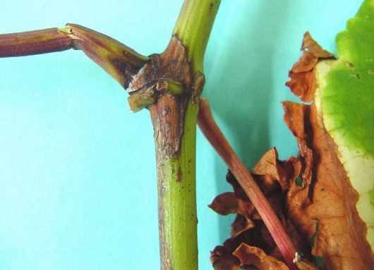 24 Mancha das folhas (Isariopsis clavispora = Mycosphaerella personata) Sintomas Mancha com halo amarelo na folha Morte descendente (Lasiodiplodia