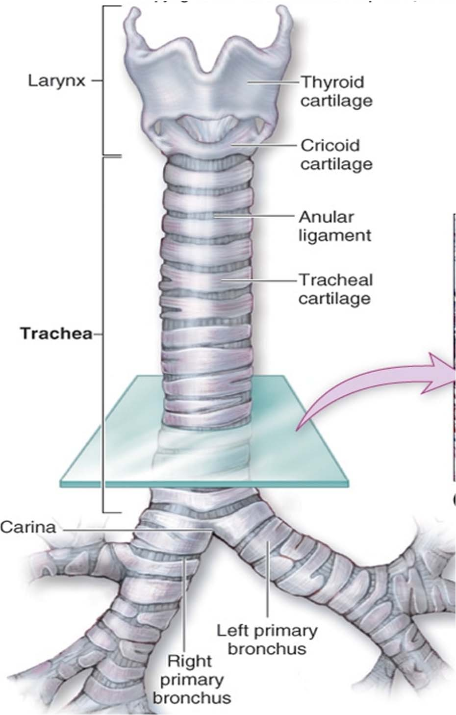 6- TRAQUÉIA parede: - mucosa - anel cartilaginoso (anel da