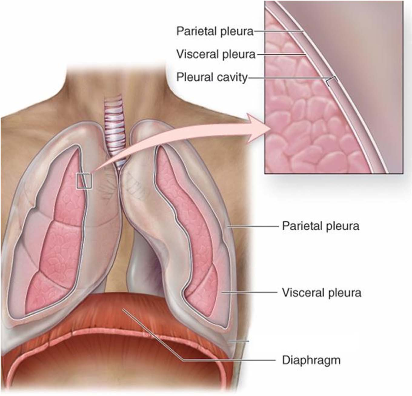 9- PULMÃO Cavidade pleural espaço reduzido compreendido entre a pleura parietal e pleura visceral pleura