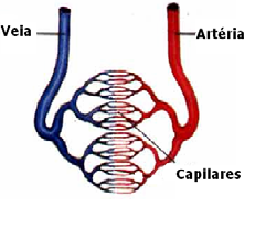 Vasos sanguíneos: Capilares Paredes muito finas Fazem o intercâmbio de substâncias com diferentes tecidos orgânicos Os capilares são vasos muito finos constituídos por uma só camada de células.