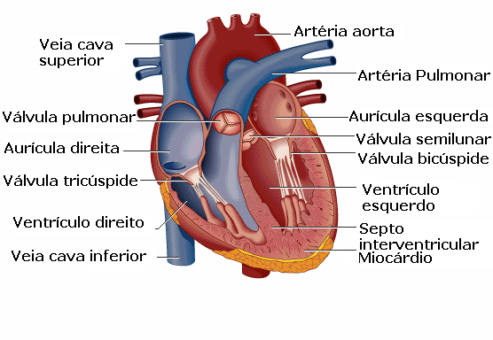 Coração: morfologia interna e externa Imagem