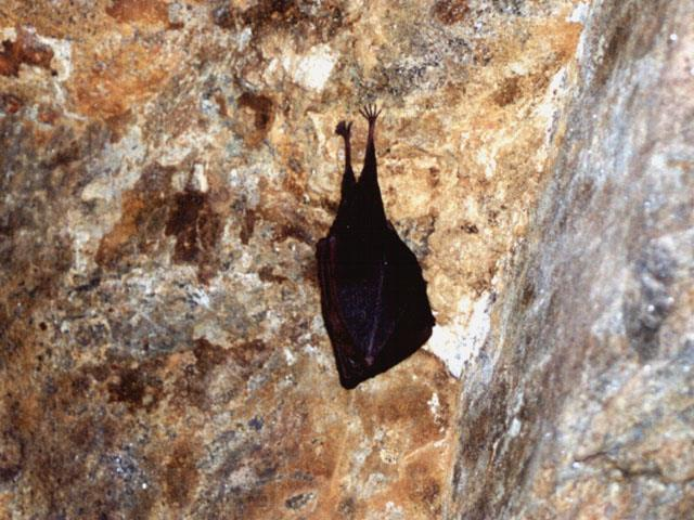 Sítio de Monfurado O Sítio de Monfurado é considerado uma zona de grande importância para a conservação de diversas espécies de morcegos, não só em termos de reprodução mas também de hibernação.