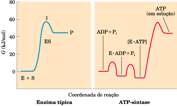 A liberação de ATP pela ATP-Sintase é o passo limitante do processo