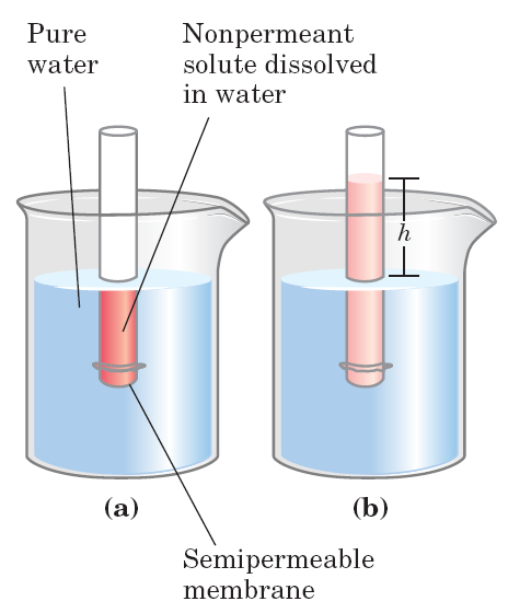 MOVIMENTO DA ÁGUA: OSMOSE Movimento da H 2 O entre meios separados por uma membrana semipermeável Soluções