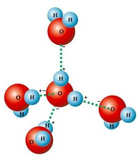 A natureza dipolar da molécula de água permite que ela forme ligações de hidrogênio com outras moléculas.