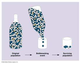 Efeito da Deriva em grandes populações Efeito Gargalo Uma grande população passou por uma ou mais gerações de tamanho reduzido no passado.