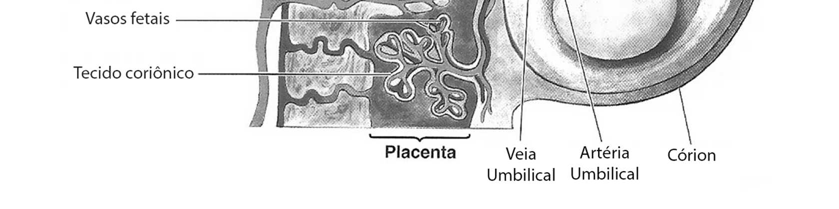 Barreira hemato-placentária: o sangue da mãe nunca se mistura ao sangue fetal porque os vasos sanguíneos de ambos não se encontram.