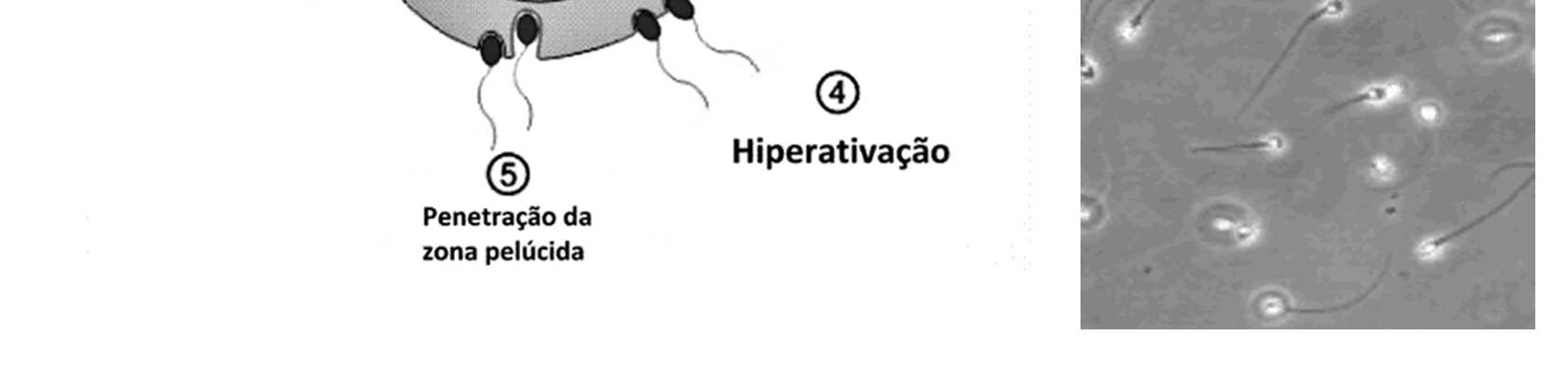 1- Espermatozoide atravessa a corona radiata.