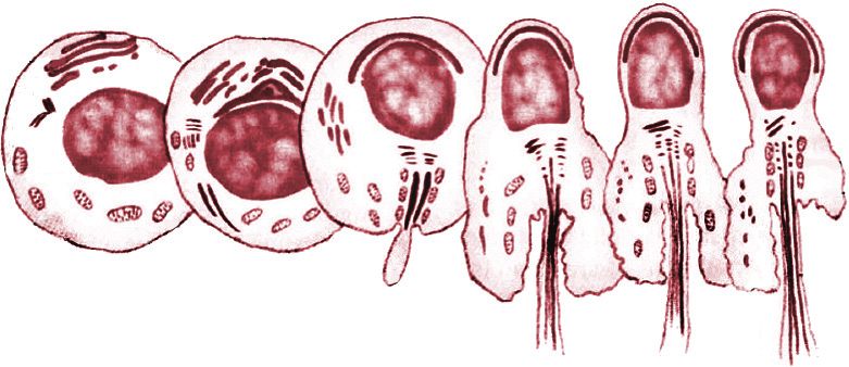 Complexo de Golgi centríolos núcleo citoplasma membrana plasmática formação do acrossomo mitocôndrias espermátide formação