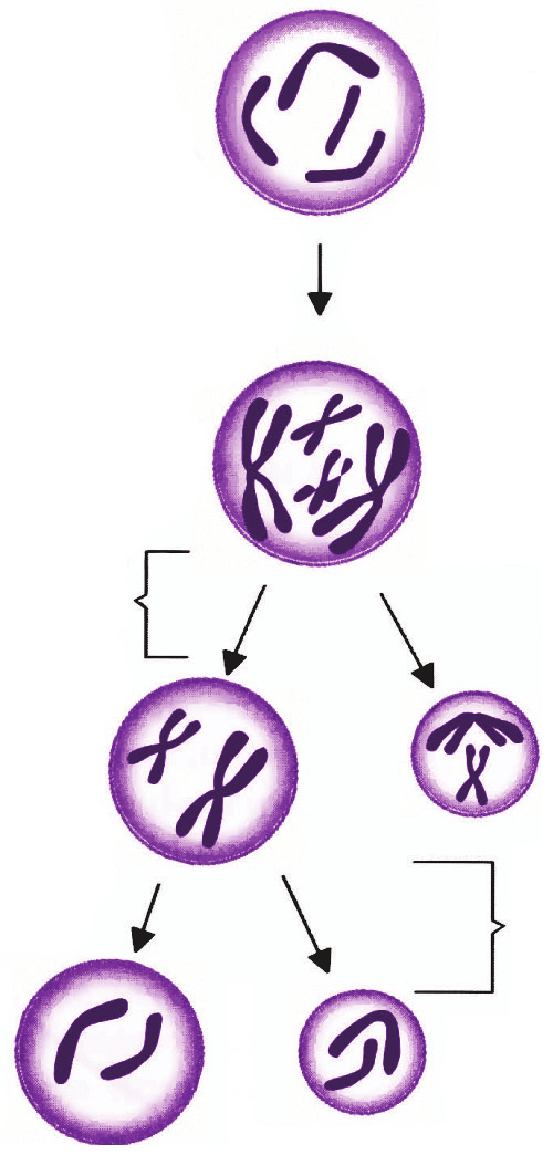 óvulo (haploide) primeira corpúsculo polar (haploide) ovogônia (diploide) ovócito