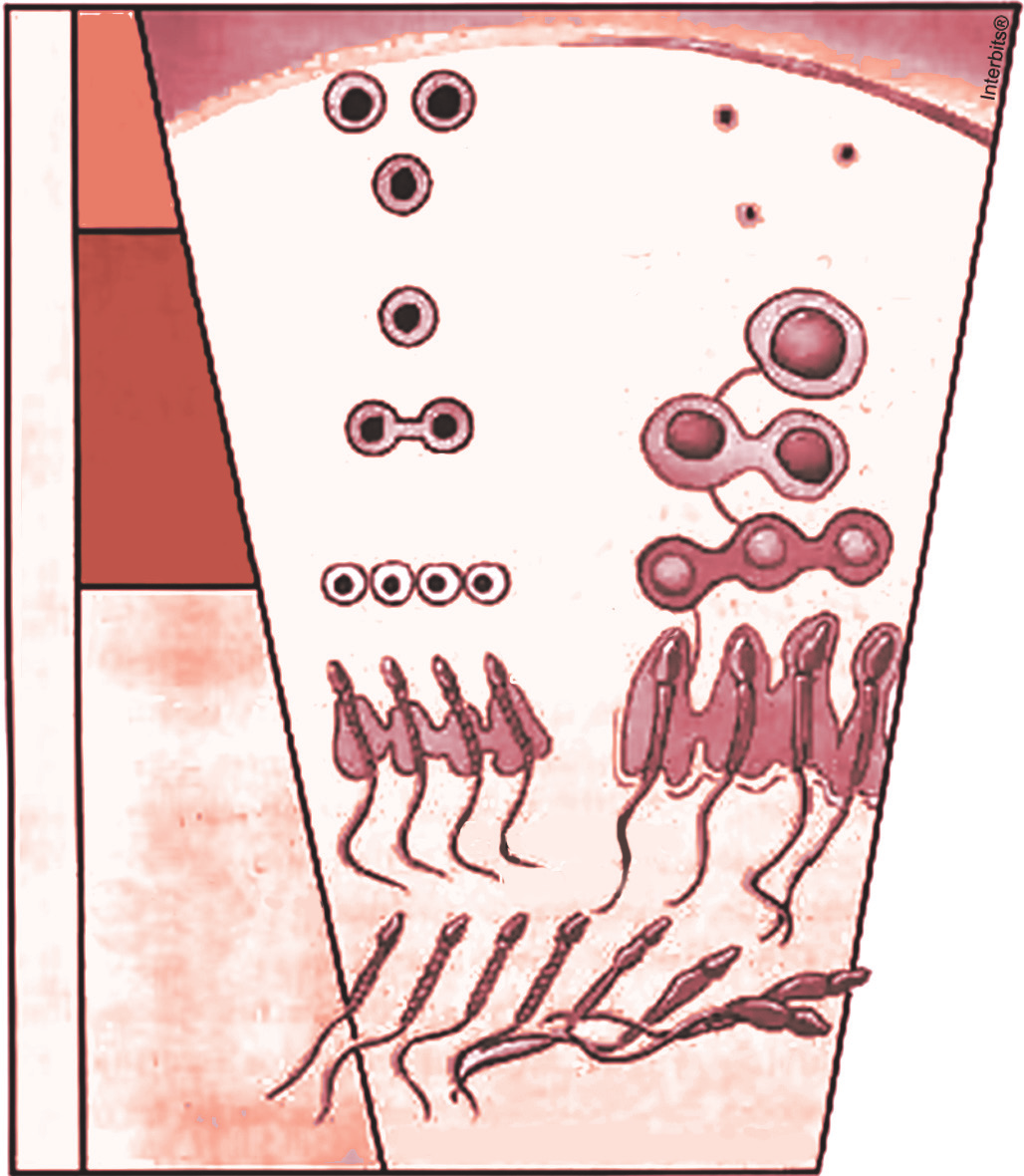 Fixação 3) (UERJ) Observe, na ilustração, os tipos celulares da linhagem germinativa presentes nos túbulos seminíferos.