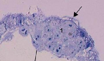 Massa Celular Interna Epiblasto Ectoderma Endoderma Mesoderma Âmnion e Mesoderma extraembrionário Saco Hipoblasto vitelínico A massa celular interna é a fonte de células tronco embrionárias