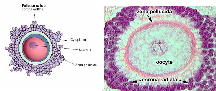 A ZONA PELÚCIDA é uma trama proteica extracelular que encapsula o óvulo Secreção da Zona Pelúcida pelo ovócito e pelas células foliculares 90 dias http://cdin.