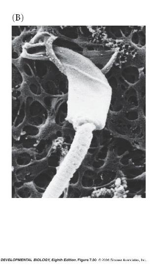 Fertilização oviduto ovário útero cervix vagina Óvulo Espermatozóide Zigoto A cabeça do espermatozóide contém receptores para proteínas da Zona Pelúcida Receptor para proteína ZP3 Receptor para