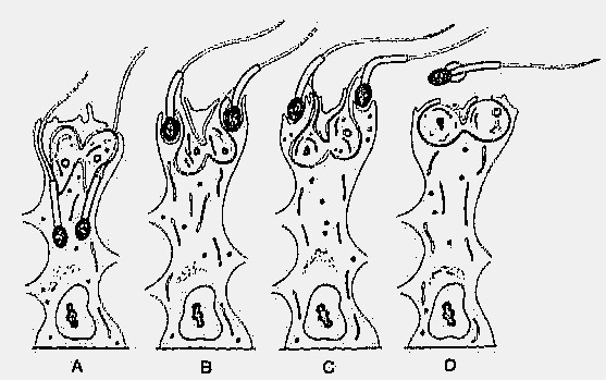 ESPERMIOGÊNESE Diferenciação morfológica: espermátide redonda espermátide alongada