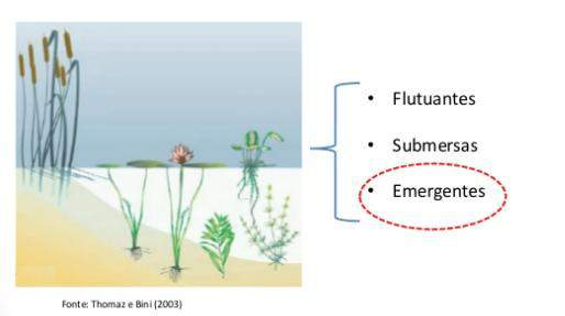 Plantas Utilizadas Macrófitas Macrófitas aquáticas vivem em ambientes úmidos ou até saturados com água;