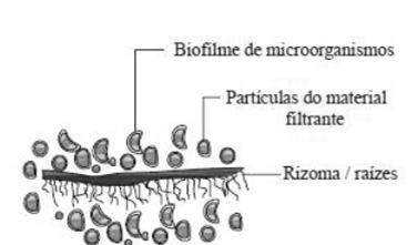 Microrganismos Representação esquemática do