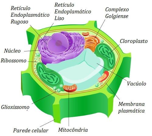 Célula animal: É eucarionte (possuem núcleo envolto pela carioteca), possui todas as organelas e estruturas, exceto parede celular, plastídios, vacúolos (embora algumas células animais, como o