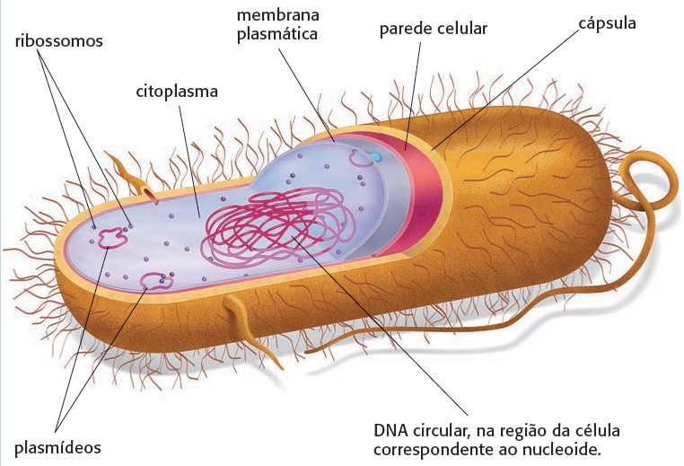 Célula bacteriana: Possui apenas ribossomos, membrana plasmática, parede celular (de