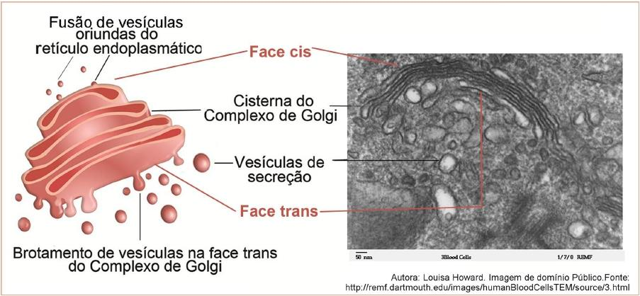 COMPLEXO DE GOLGI Bolsas membranosas