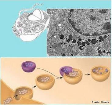 LISOSSOMOS Vesículas membranosas produzidas pelo Complexo de Golgi; Do grego lise: quebra; Realizam a digestão