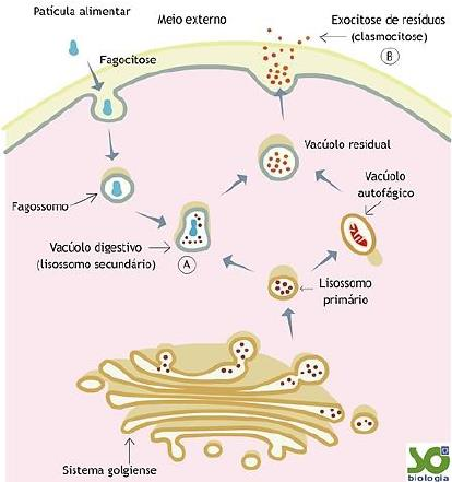 LISOSSOMOS Lisossomos primários: aguardando atividade de digestão; Lisossomos