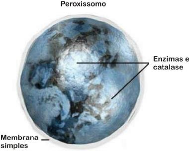 PEROXISSOMOS Bolsas esféricas e membranosas que contém enzimas: oxidases utilizam O2 para oxidar substâncias orgânicas,