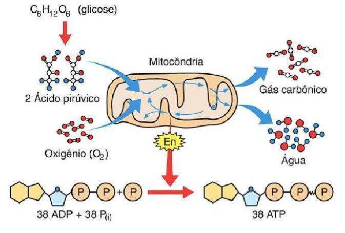 MITOCÔNDRIAS Realizam a respiração celular produção de energia