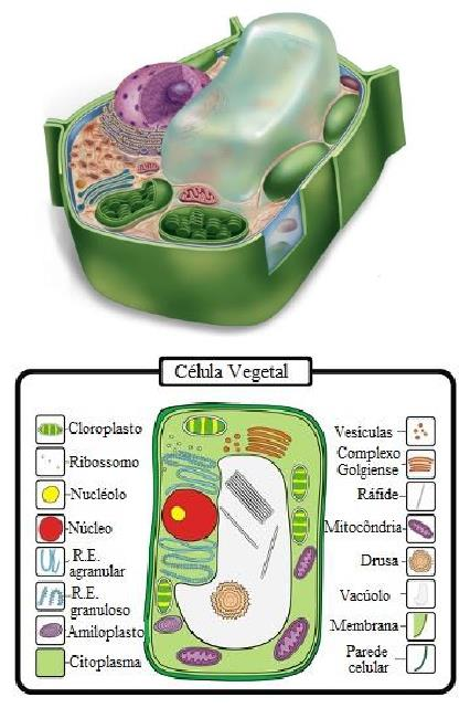 Células