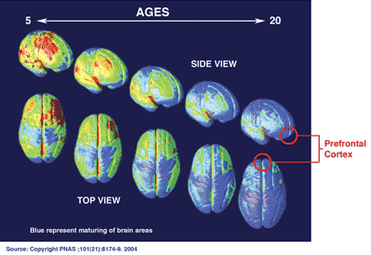 Adolescência e Comportamentos de Risco Imaturidade de circuitos neuronais (Beckman, 2004)