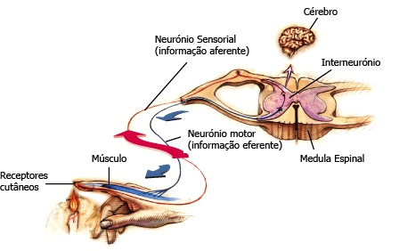 NÍVEL MEDULAR MEDULA ESPINAL Significado Anátomo-funcional Libertação do funcionamento dos níveis superiores Implicação