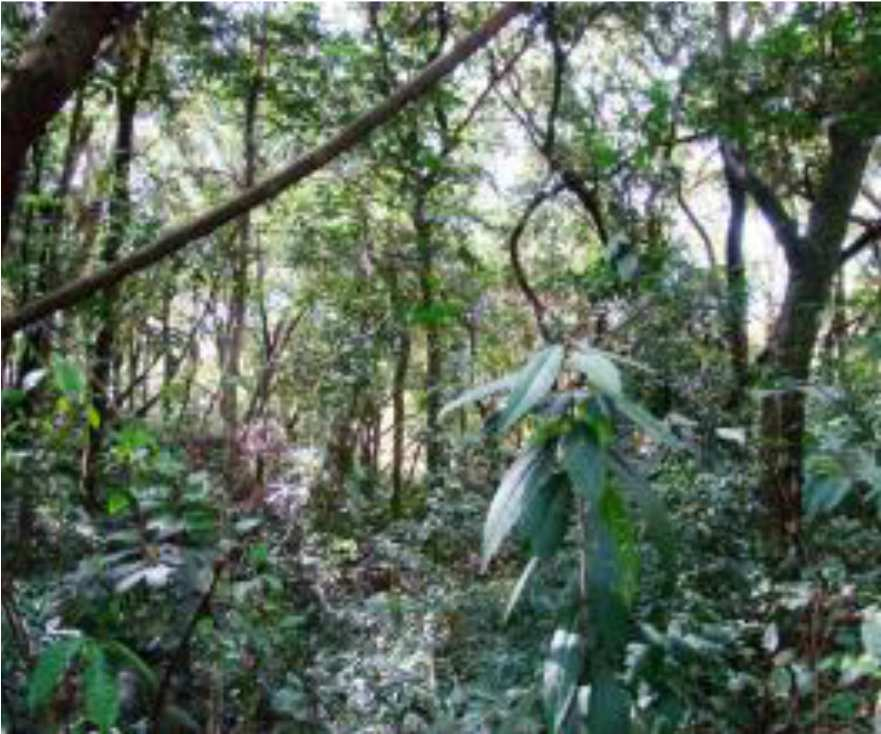 Dentro do condomínio Retiro do Chalé observou-se que a vegetação do local varia desde formação florestal a formações campestres.