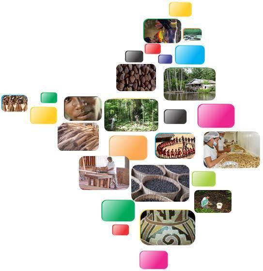 Com histórico de desmatamento baixo, o foco do Amapá é a quantificação dos estoques e a valorização dos Ativos e Serviços Ambientais.