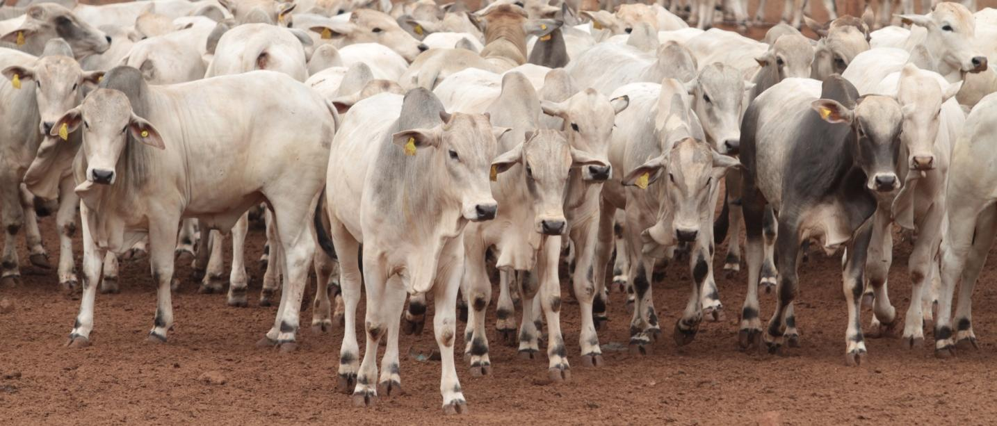 BOVINOCULTURA DE CORTE MERCADO INTERNO De 07 a 17 de outubro, o preço médio da arroba do boi, no estado, foi de R$ 126,12. No período houve leve valorização de 1,67%.